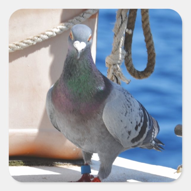 Homing Pigeon Square Sticker (Front)