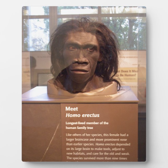 Homo erectus; museum exhibit plaque (Front)