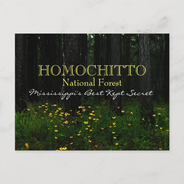 Homochitto National Forest - Mississippi postcard (Front)