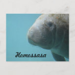 Homossasa Springs Postcard