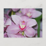 Honduran Orchids Postcard