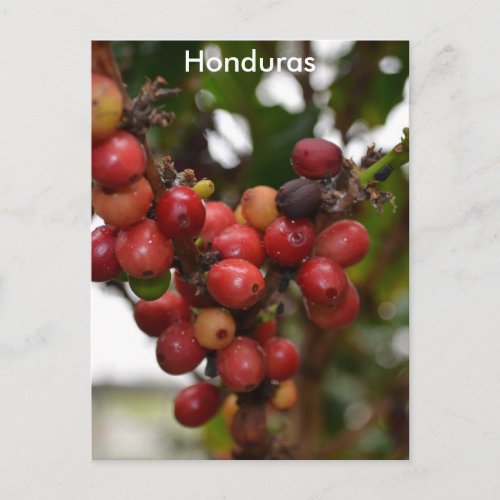 Honduras Coffee Beans Postcard