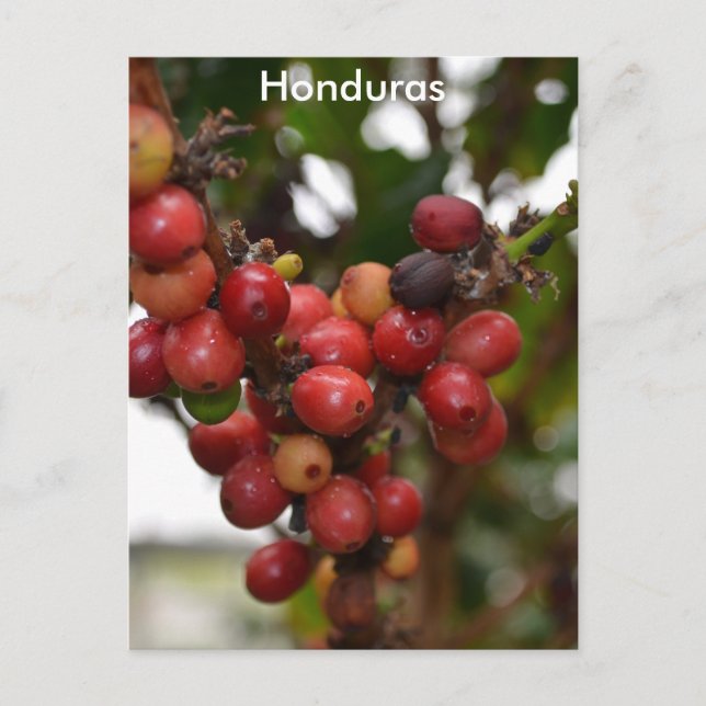 Honduras Coffee Beans Postcard (Front)
