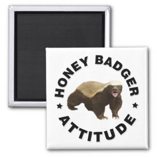 Honey badger has attitude  magnet