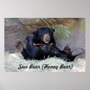 Honey Bear (Sun Bear) Photo Poster