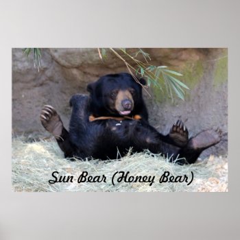 Honey Bear (sun Bear) Photo Poster by Scotts_Barn at Zazzle