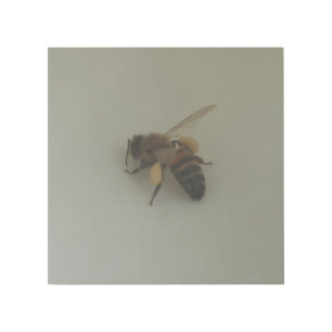Honey Bee 12" x 12" Gallery Wrap