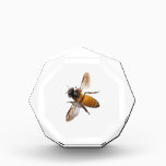Honey Bee Acrylic Award<br><div class="desc">cute little honey bee design</div>
