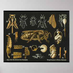 Honey Bee Anatomy Insect Vintage Poster