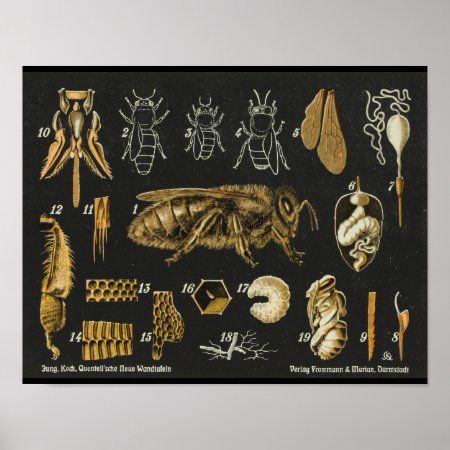 Honey Bee Anatomy Insect Vintage Poster