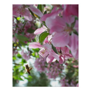 Honey Bee and Crab Apple Blossoms Poster