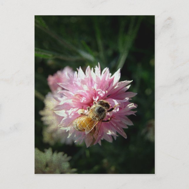 Honey Bee and Pink Flower Postcard (Front)