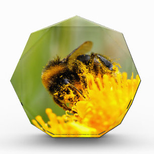 Honey bee and pollen acrylic award