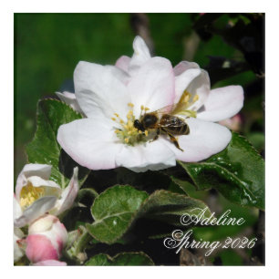 Honey Bee & Apple Blossom Macro   Acrylic Wall Art