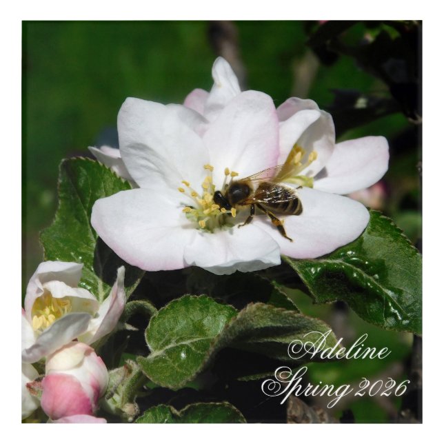 Honey Bee & Apple Blossom Macro | Acrylic Wall Art (Front)