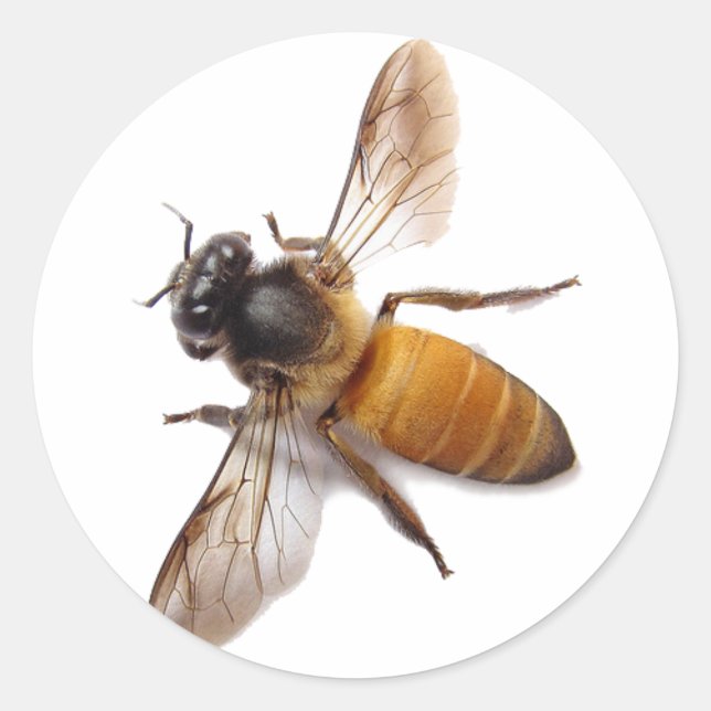 Honey Bee, bee, bumble bee, insect Classic Round Sticker (Front)