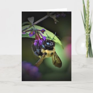 Honey Bee, card