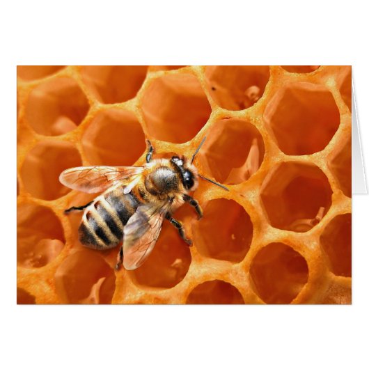 Honey Bee Cards (Front Horizontal)