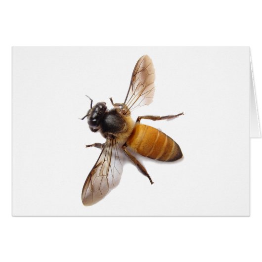 Honey Bee Cards (Front Horizontal)