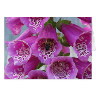 Honey Bee Cards