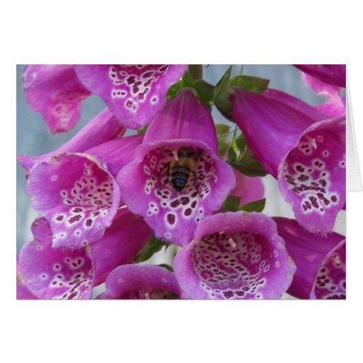 Honey Bee Cards (Front Horizontal)