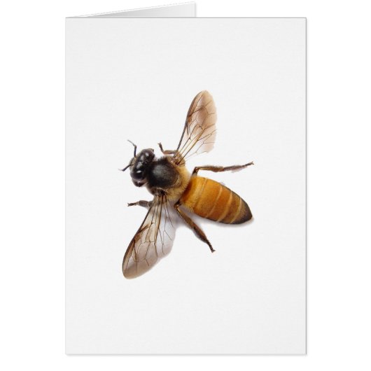 Honey Bee Cards (Front)