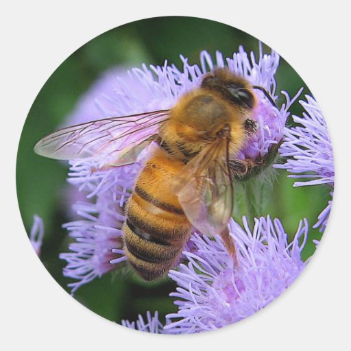 Honey Bee Classic Round Sticker | Zazzle