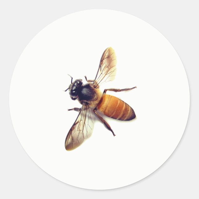 Honey Bee Classic Round Sticker (Front)