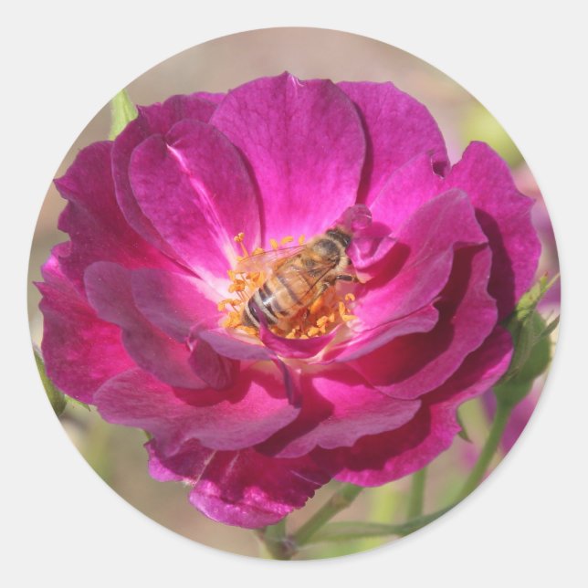 Honey bee classic round sticker (Front)