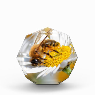 Honey bee feeding on anthemis flower award