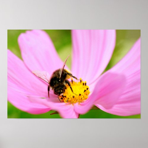 Honey bee feeding on cosmos flower poster