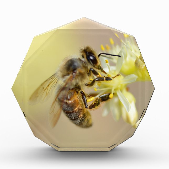 Honey bee feeding on flower acrylic award (Front)