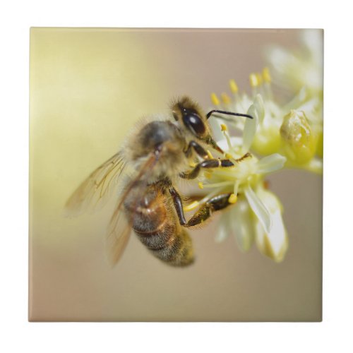 Honey bee feeding on flower ceramic tile