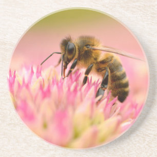 Honey bee feeding on sedum flower coaster