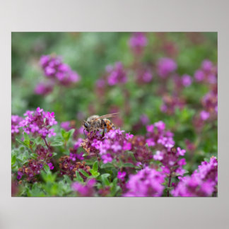 Honey Bee Gathering Nectar Poster
