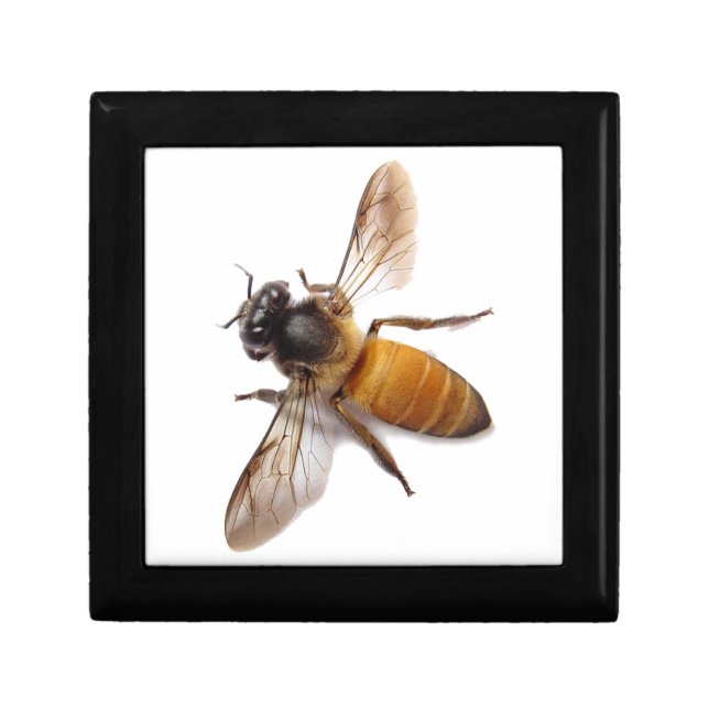 Honey Bee Gift Box (Front)