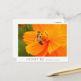 Honey Bee & Golden Cosmos Postcard