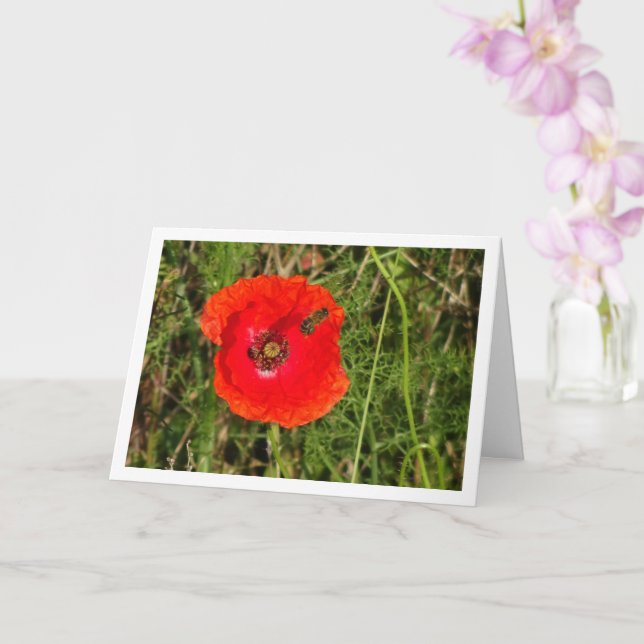 Honey Bee in Red Poppy Card (Orchid)