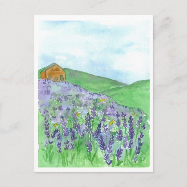 Honey Bee Lavender Field Cottage Postcard (Front)
