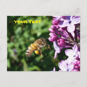 Honey Bee Loves Lilac Pollen Postcard