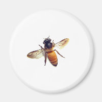 Honey Bee