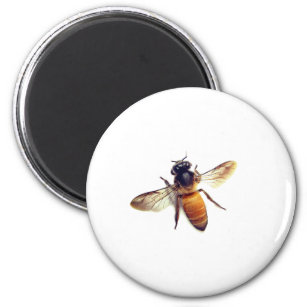 Honey Bee Magnet