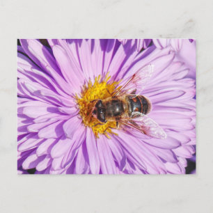Honey Bee on a Michaelmas Daisy Postcard