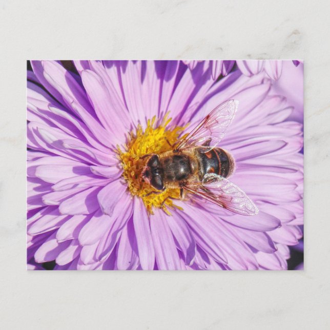 Honey Bee on a Michaelmas Daisy Postcard (Front)