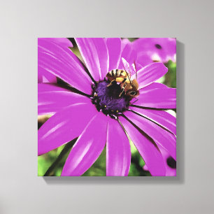 Honey Bee On A Purple African Daisy Art Canvas Print