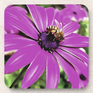 Honey Bee On A Purple African Daisy Art Drink Coaster
