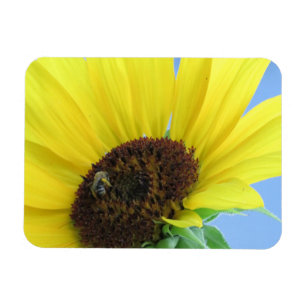 Honey Bee On A Sunflower Magnet
