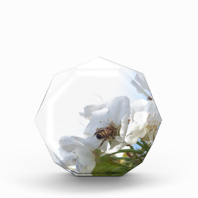 Honey Bee on Cherry Blossoms Acrylic Award (Front)