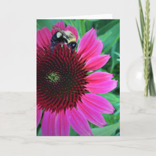 Honey Bee On Coneflower, card
