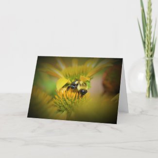 Honey Bee On Coneflower, card